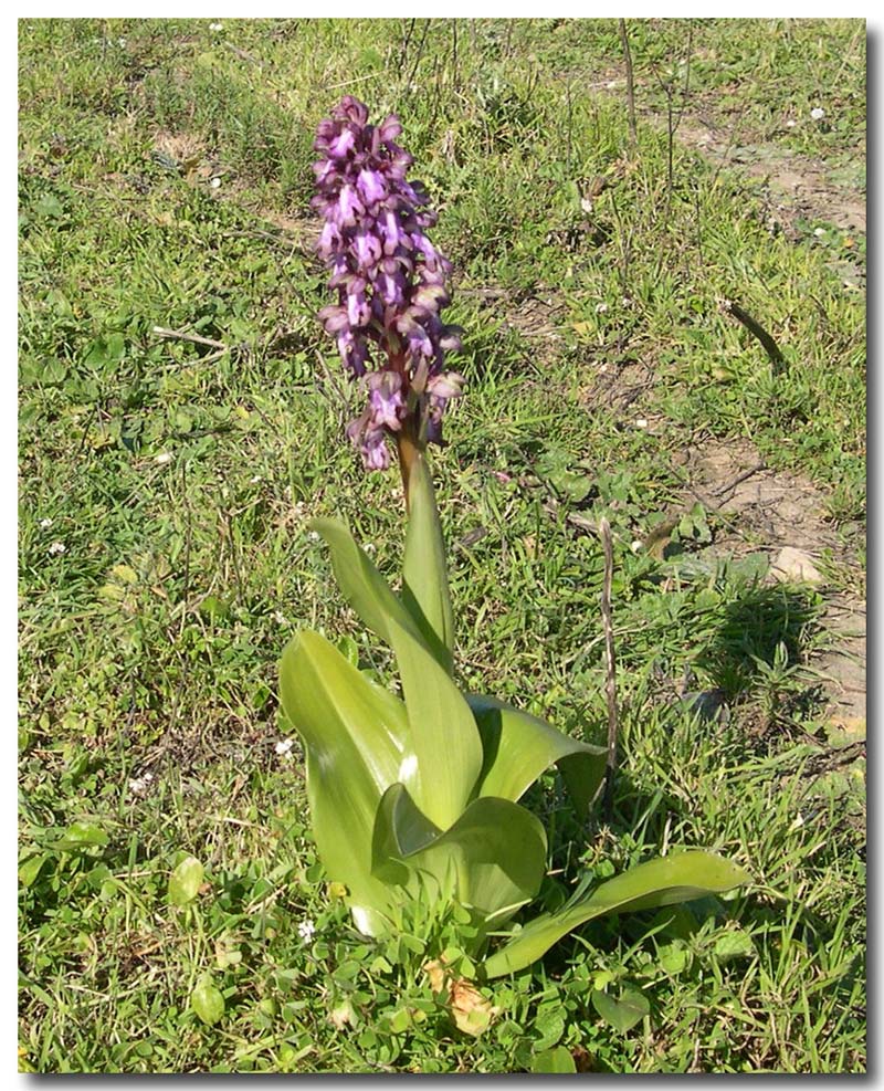 Barlia robertiana (=Himantoglossum robertianum) / Barlia